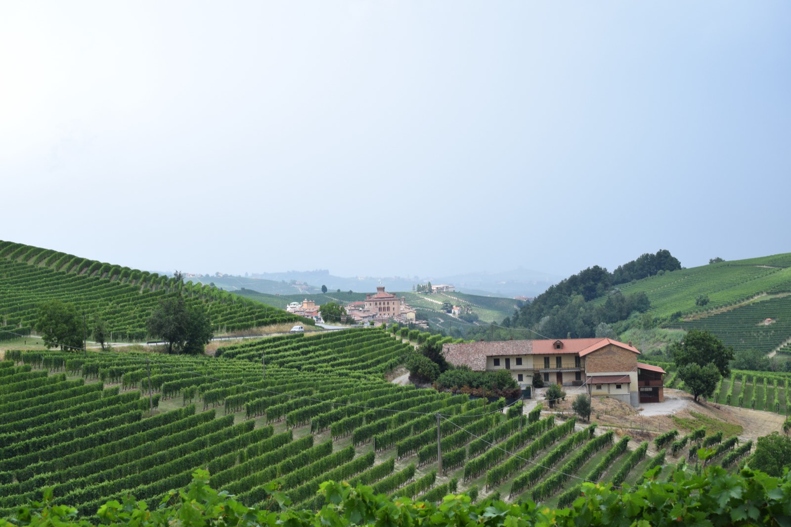 Vinodlingar i Langhe med byn Barolo och dess slott i fjärran